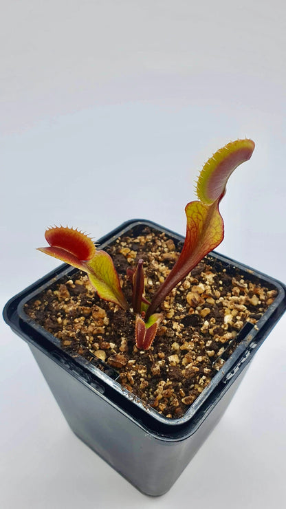 Plante carnivore Dionaea muscipula "Red Dentate" dans son pot
