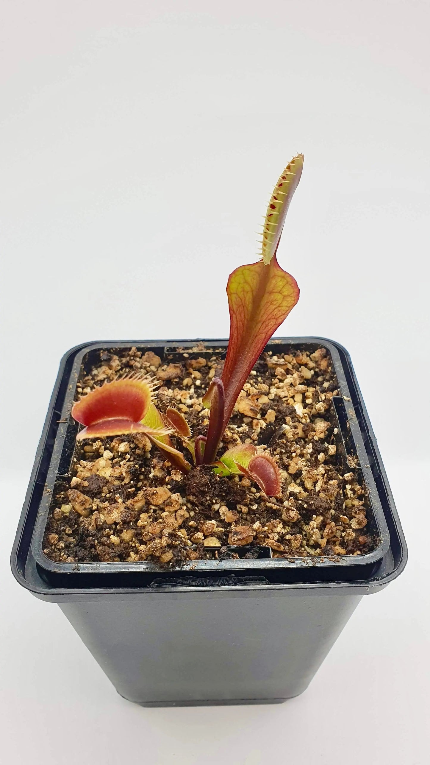 Plante carnivore Dionaea muscipula "Red Dentate" à la pépinière Carnivore de Sologne
