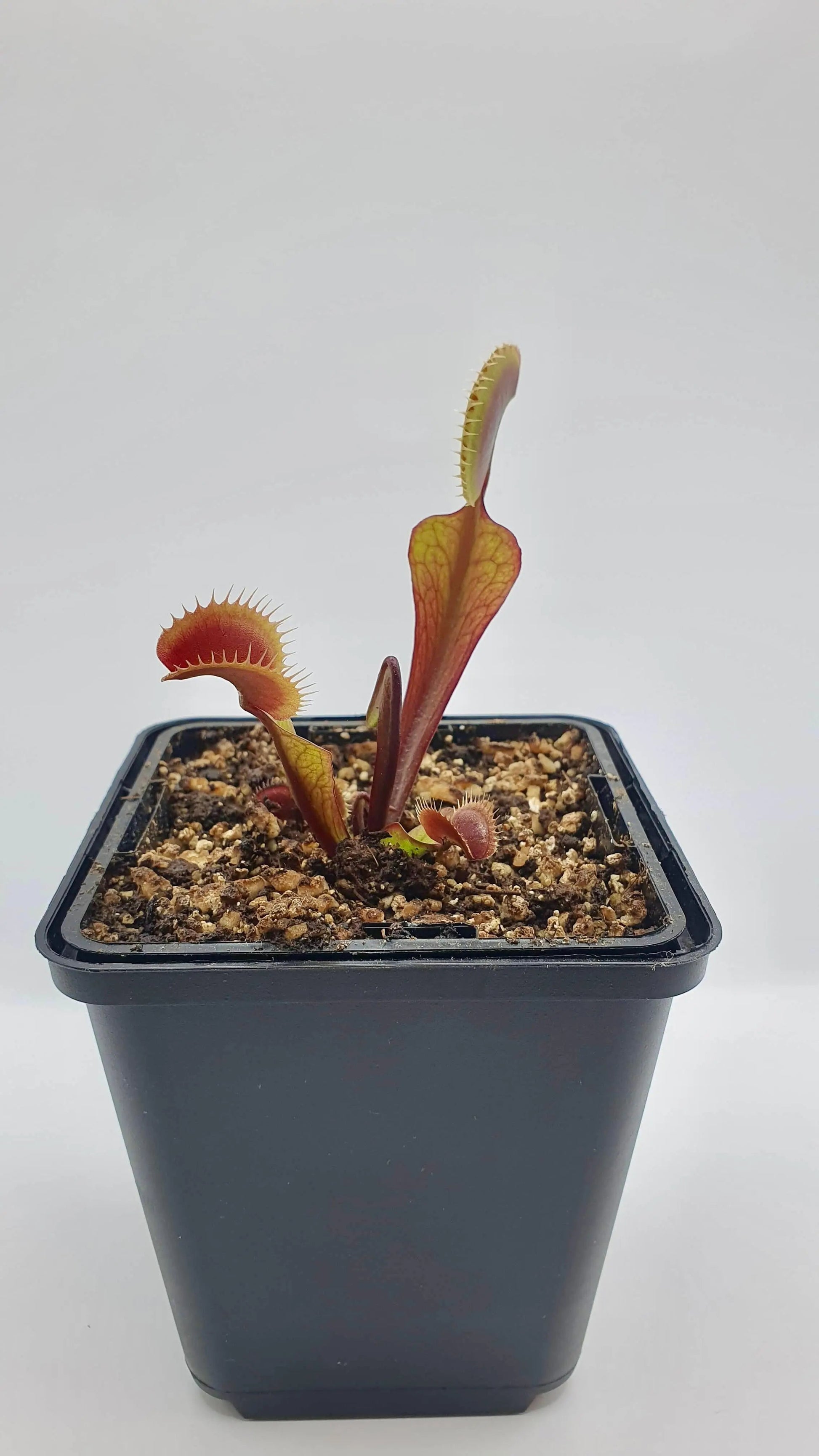 Plante carnivore Dionaea muscipula "Red Dentate" gros plan sur les pièges