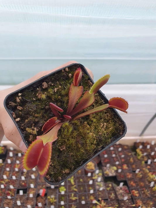 Plante carnivore Dionaea muscipula Red Form CDS pièges rouges