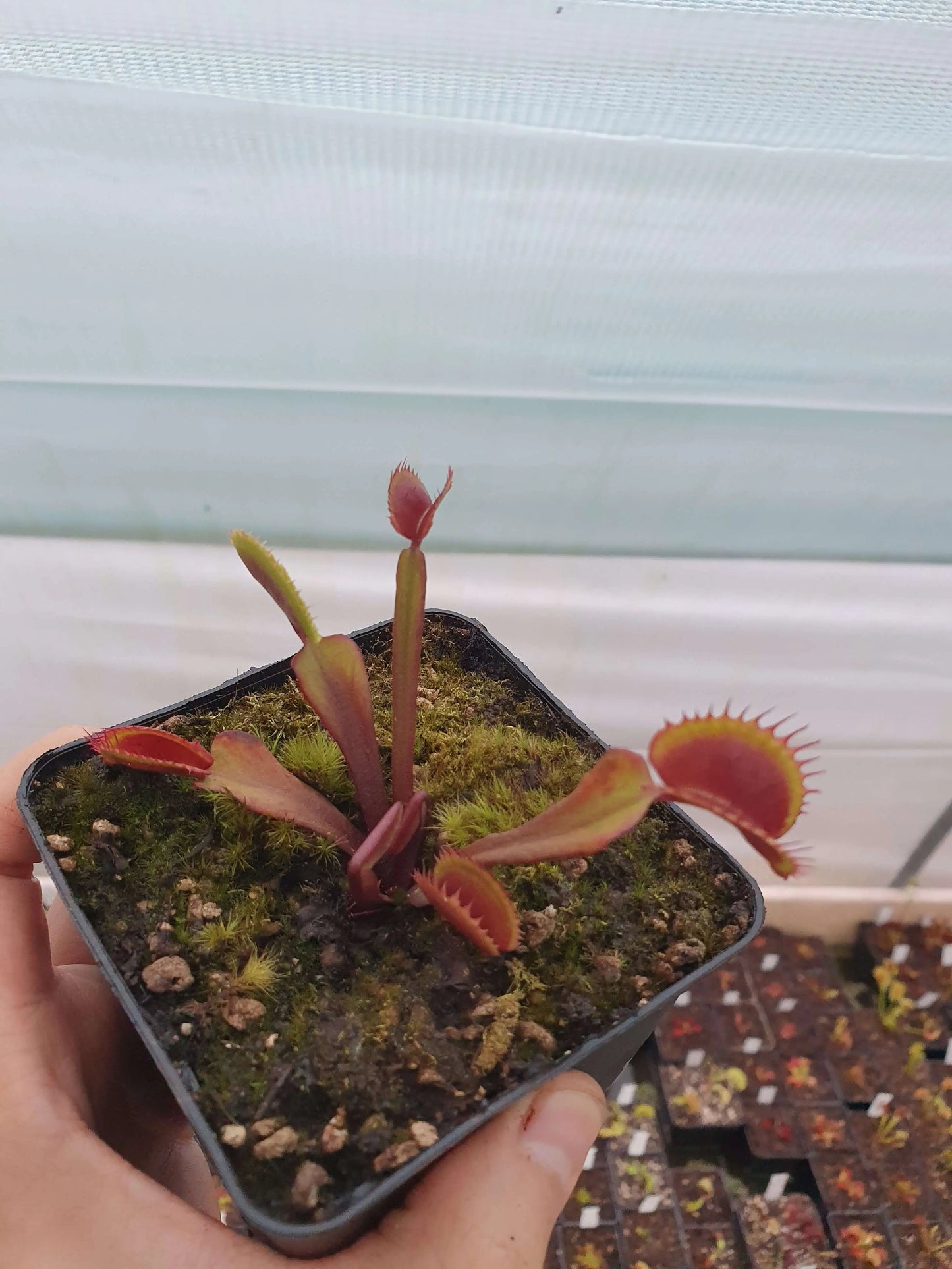 Plante carnivore Dionaea muscipula Red Form CDS dans son pot