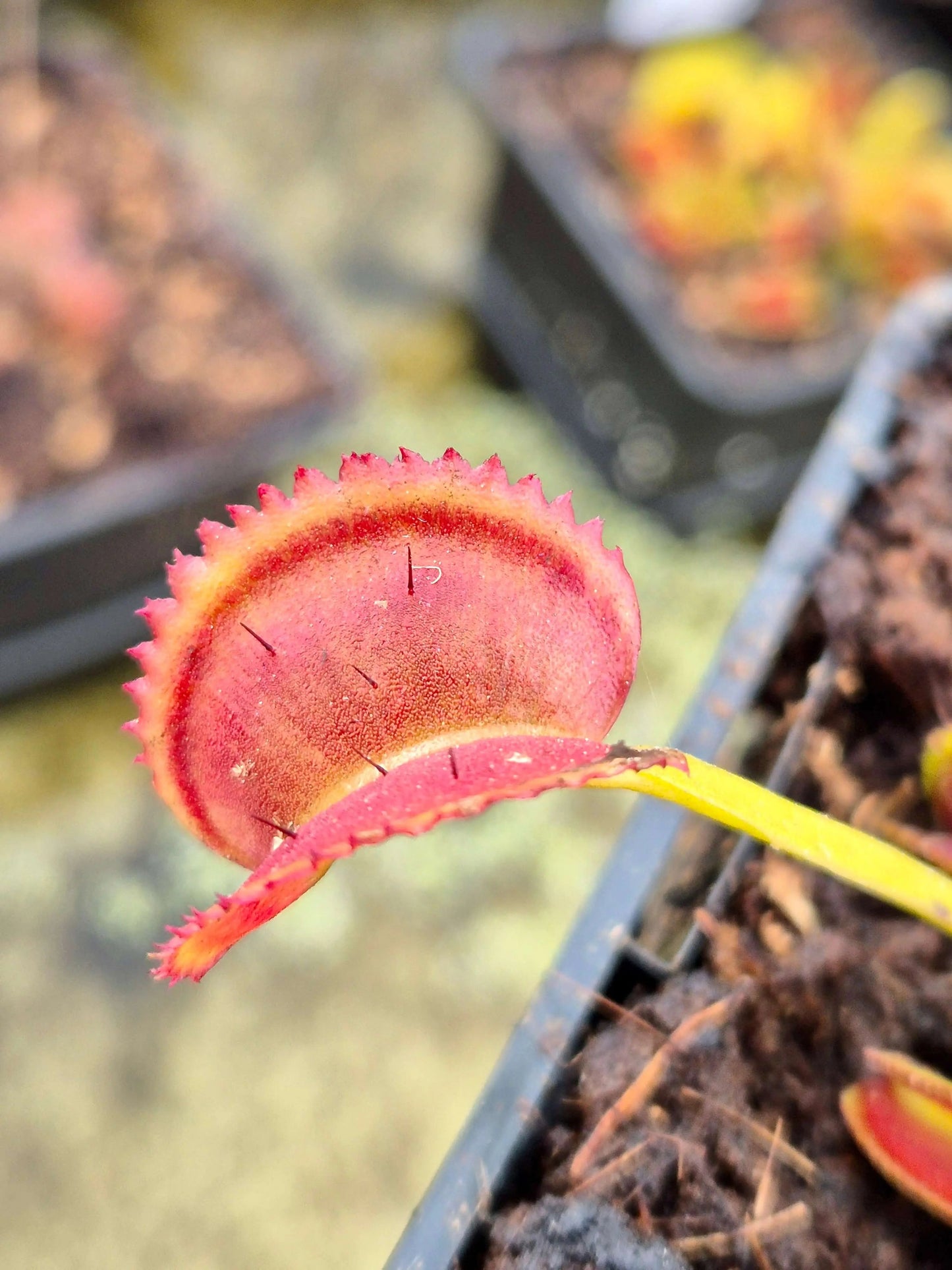 Plante carnivore Dionaea muscipula "Shark Teeth" pièges dents pointues