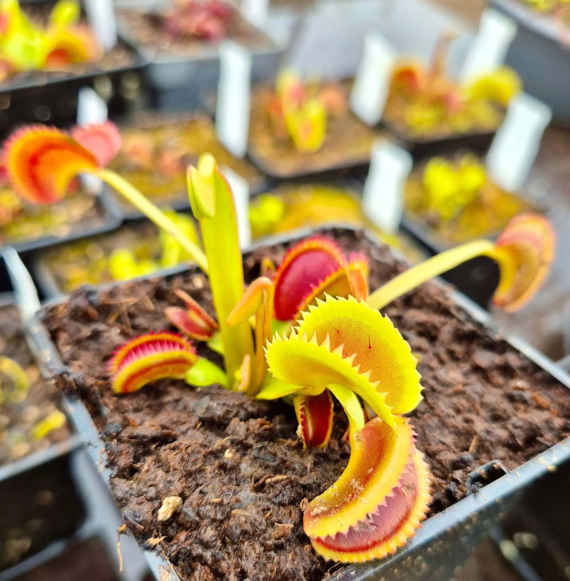 Plante carnivore Dionaea muscipula "Shark Teeth" dans son pot
