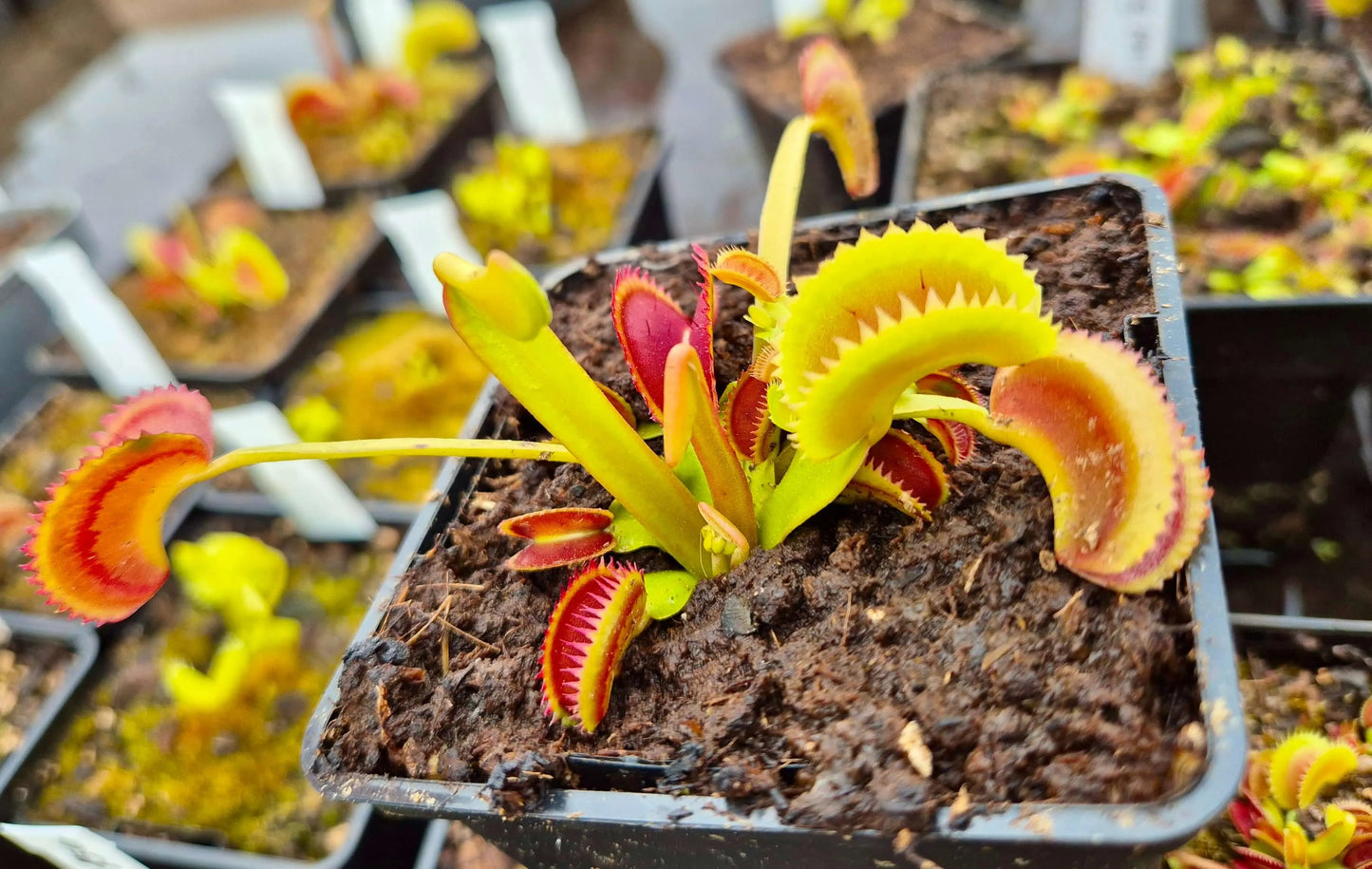 Plante carnivore Dionaea muscipula "Shark Teeth" à la pépinière Carnivore de Sologne