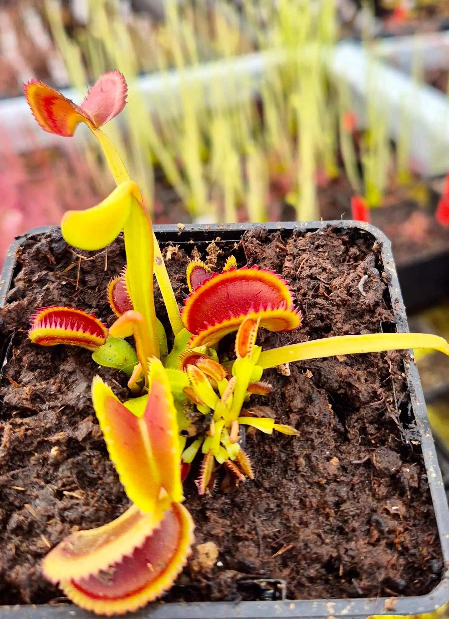 Plante carnivore Dionaea muscipula "Shark Teeth" gros plan sur les pièges
