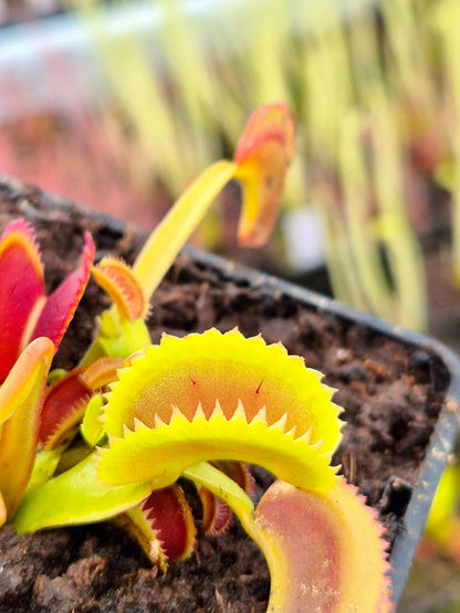 Plante carnivore Dionaea muscipula "Shark Teeth" avec ses belles couleurs à la serre