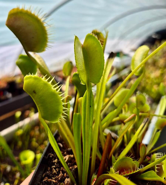 Dionaea muscipula 'South West Giant'