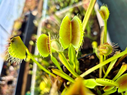 Dionaea muscipula 'South West Giant'