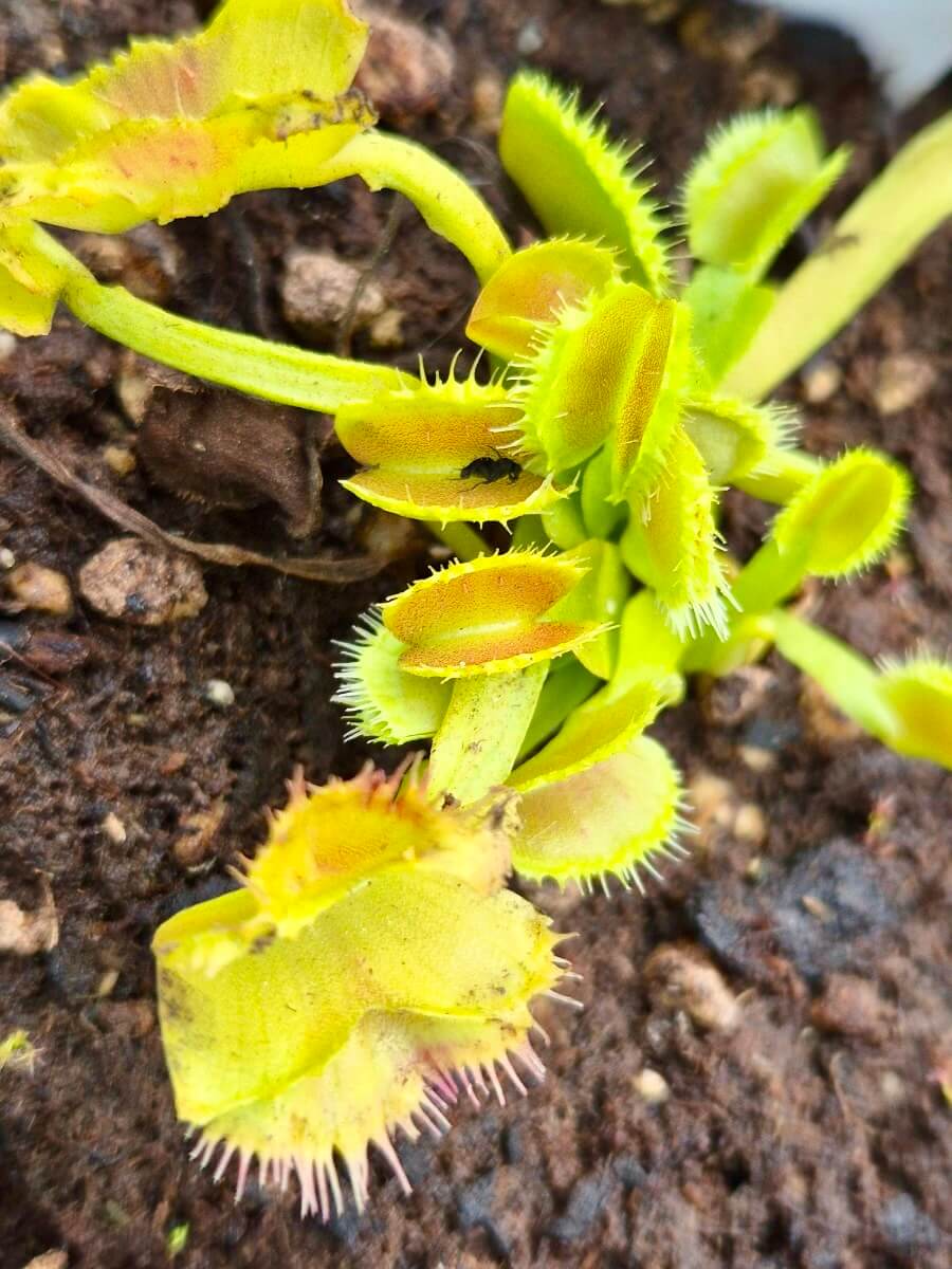 Dionaea muscipula "Space"