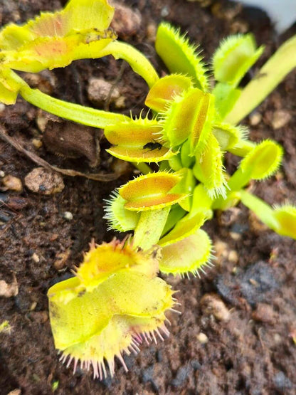 Dionaea muscipula "Space"