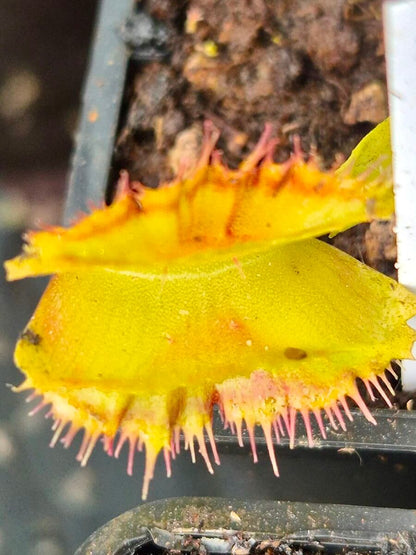 Dionaea muscipula "Space"