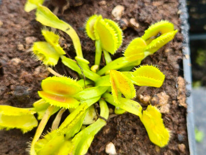 Dionaea muscipula "Space"