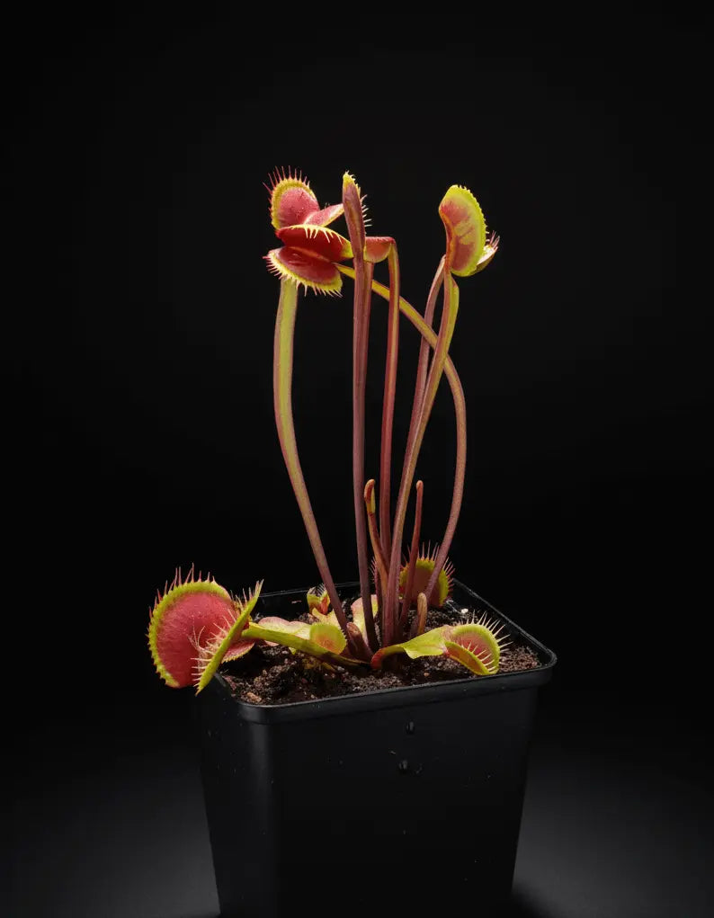 Plante carnivore Dionaea muscipula "Spotty" pièges tachetés rouges