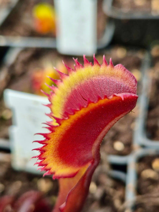 Plante carnivore Dionaea muscipula "Trev's Red Dentate" pièges rouges dents en scie
