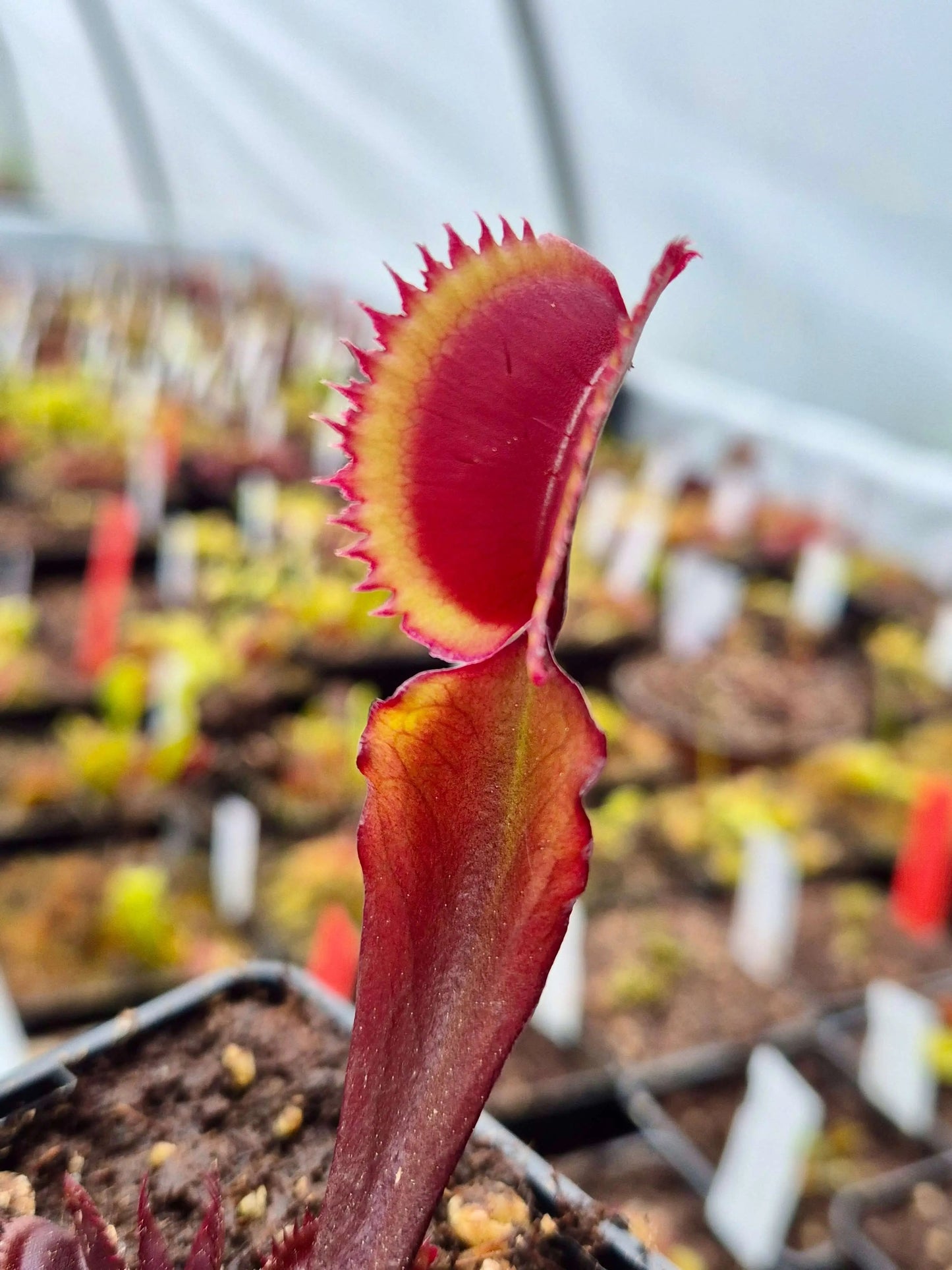 Plante carnivore Dionaea muscipula "Trev's Red Dentate" dans son pot