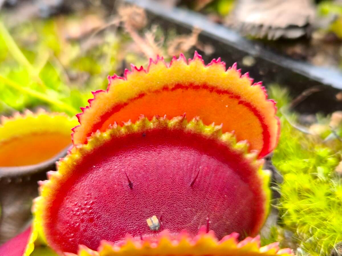 Dionaea muscipula "Vitiligo"