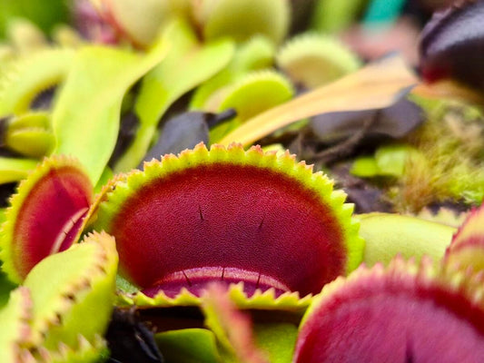 Plante carnivore Dionaea muscipula "Vitiligo" pièges tachetés