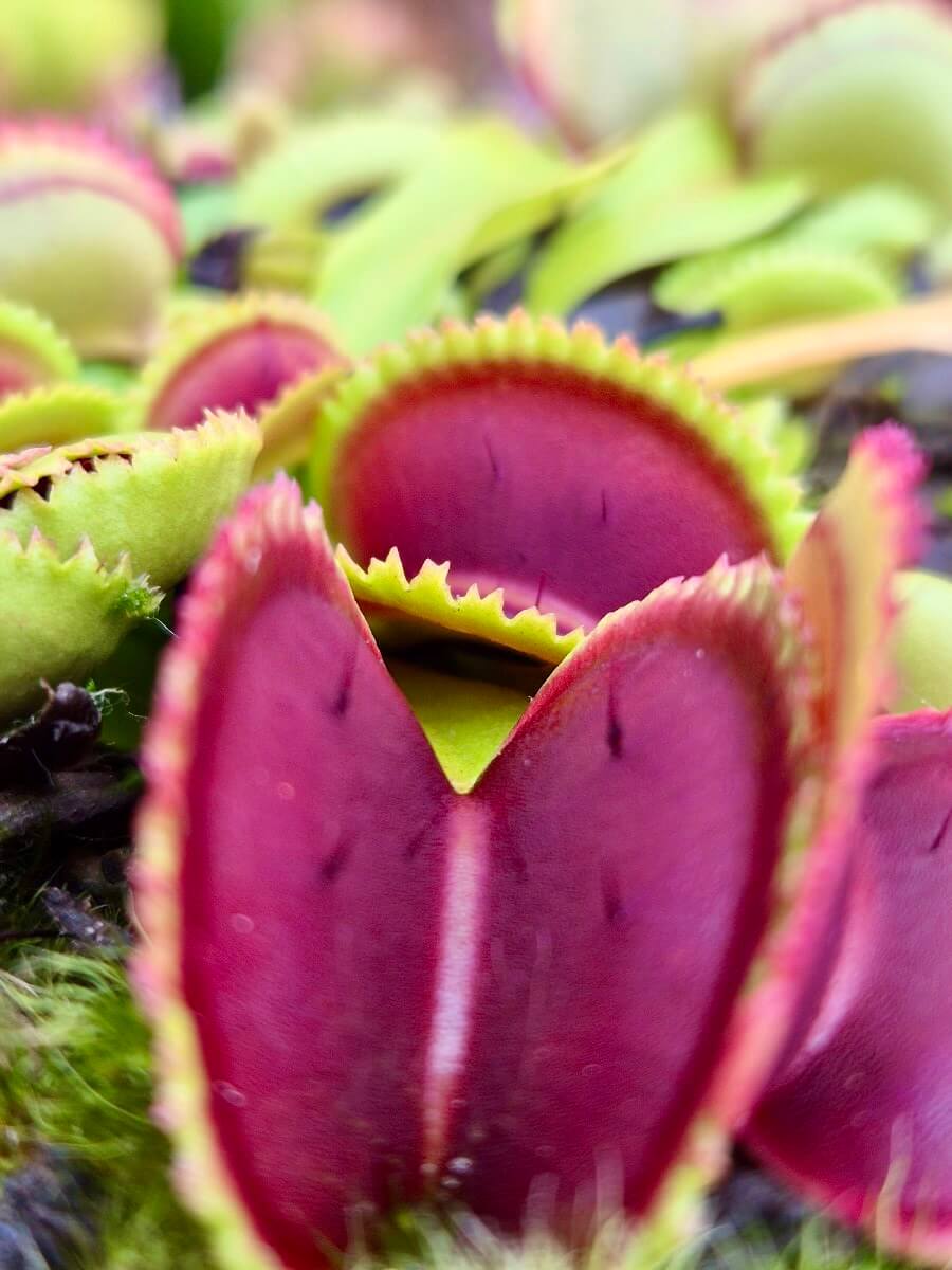Dionaea muscipula "Vitiligo"