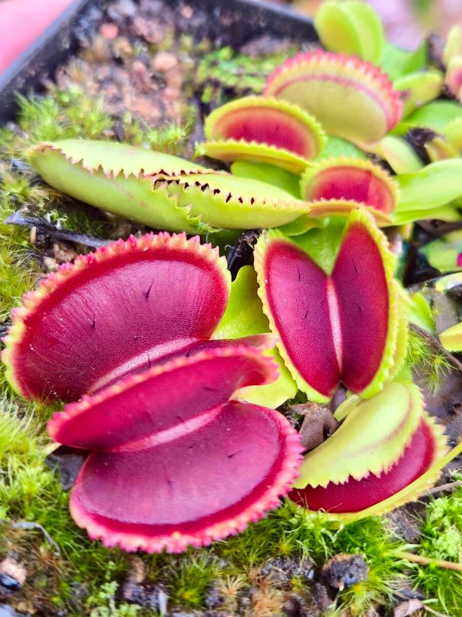 Plante carnivore Dionaea muscipula "Vitiligo" gros plan sur les pièges