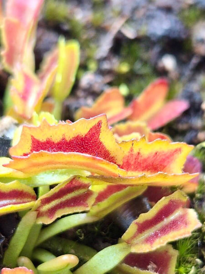 Dionaea muscipula 'Wacky Traps'