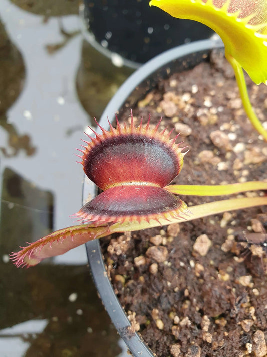 Plante carnivore Dionaea muscipula "Wine Mouth" et ses pièges