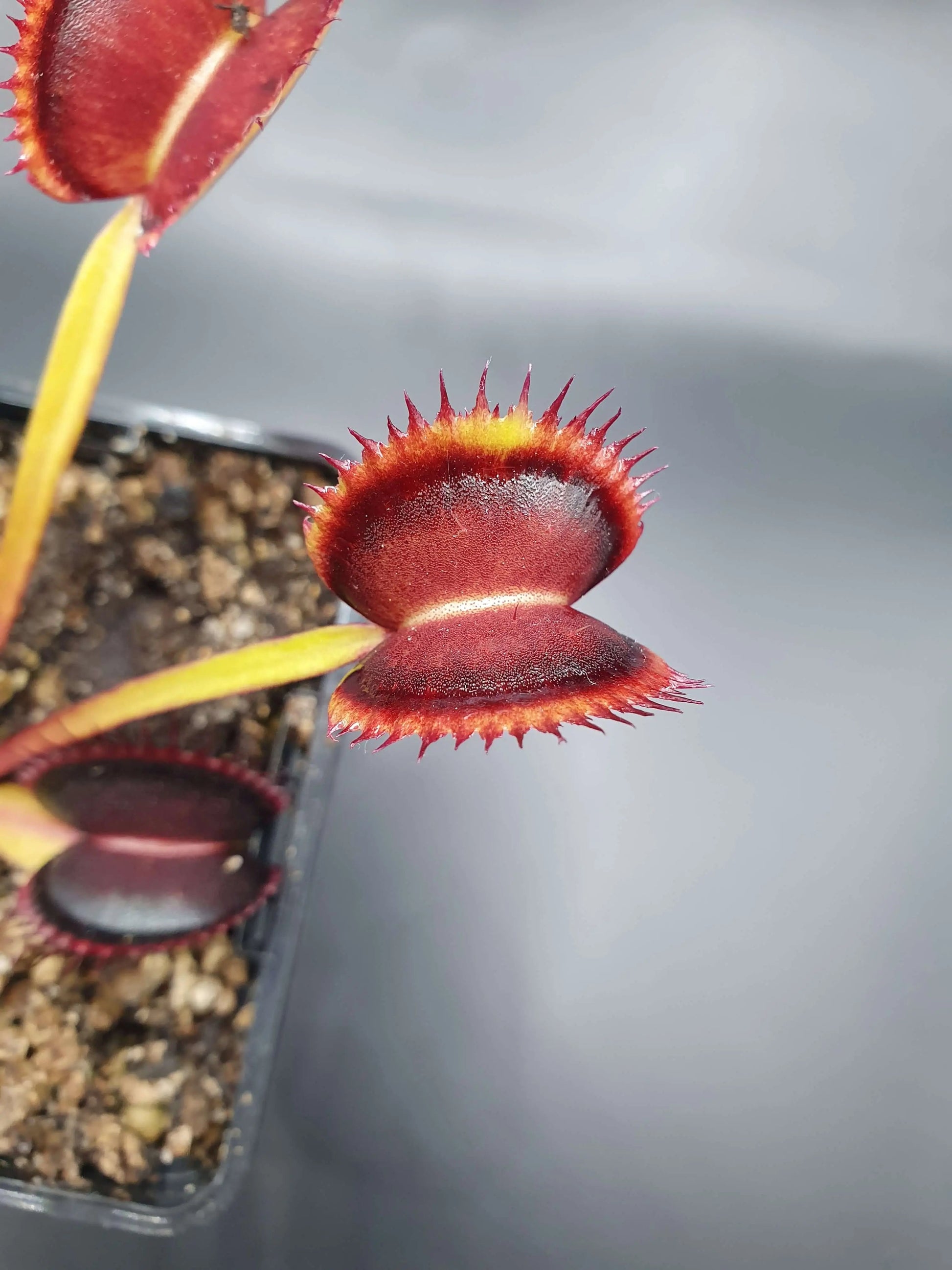 Plante carnivore Dionaea muscipula "Wine Mouth" dans son pot