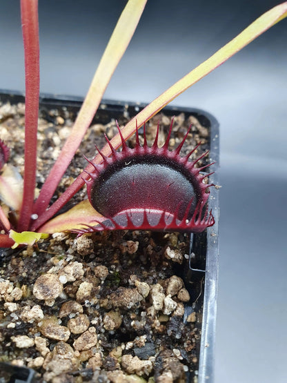 Plante carnivore Dionaea muscipula "Wine Mouth" à la pépinière Carnivore de Sologne