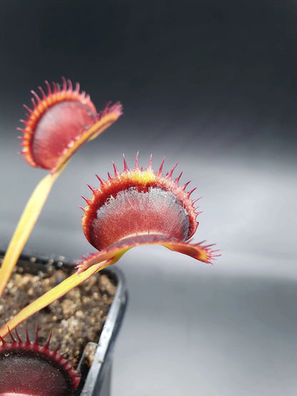Plante carnivore Dionaea muscipula "Wine Mouth" gros plan sur les pièges
