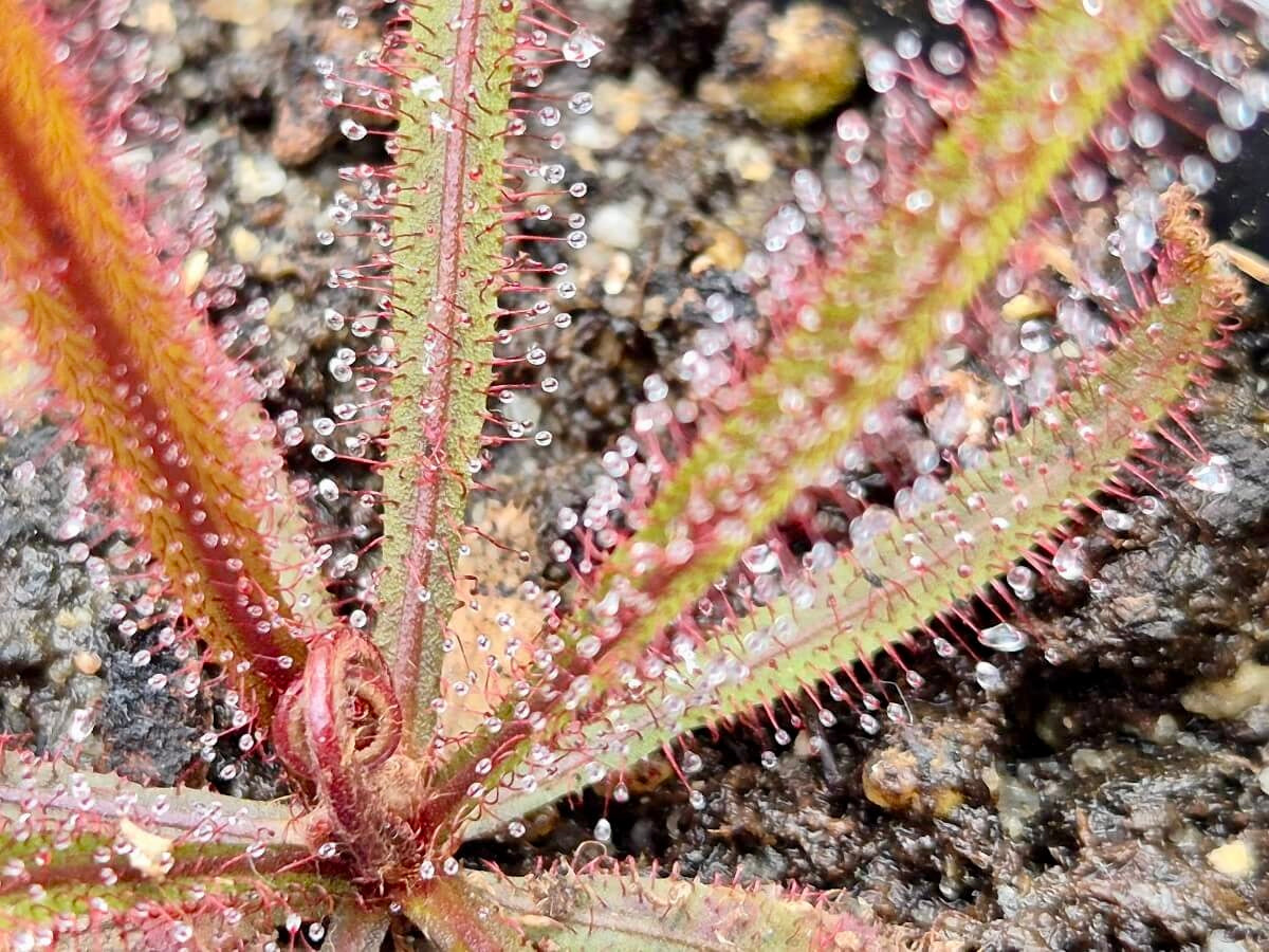 Drosera adelae "Giant Red", plante carnivore aux longues feuilles rougeâtres couvertes de tentacules gluants