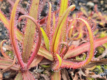 Drosera adelae "Giant Red", gros plan sur les tentacules glanduleux couverts de mucilage