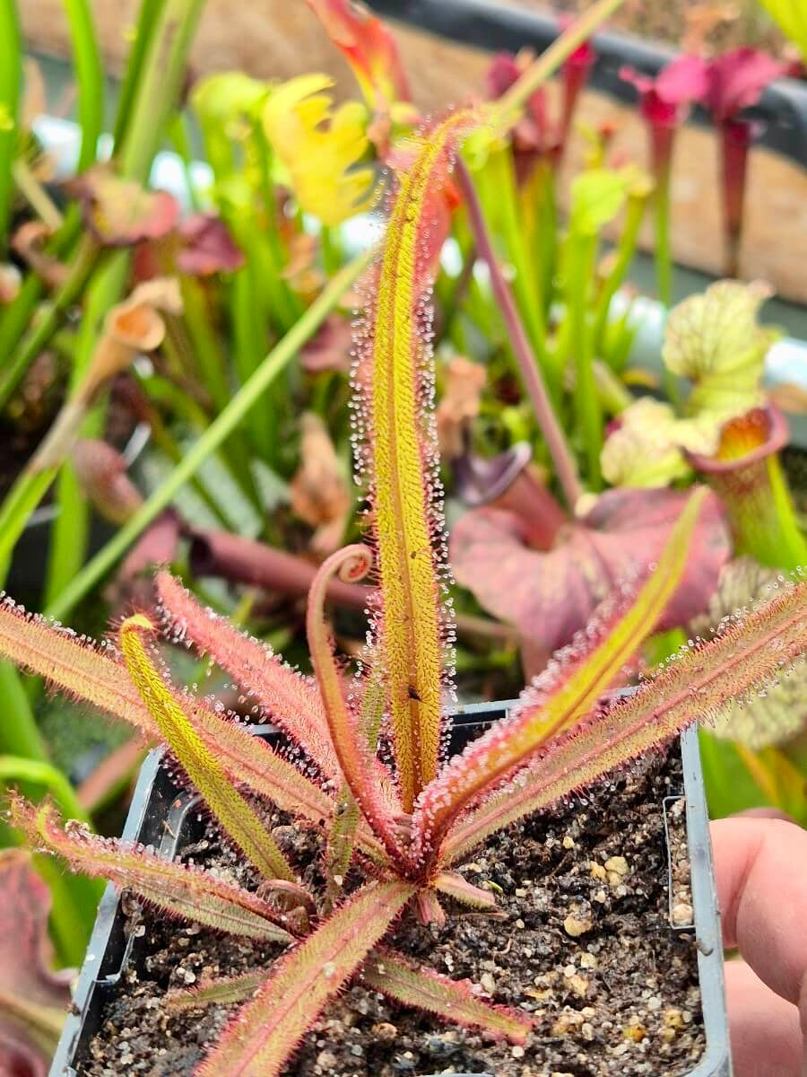 Drosera adelae "Giant Red" cultivée en pot, pépinière Carnivore de Sologne