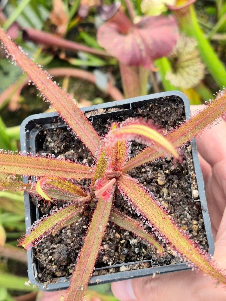 Drosera adelae "Giant Red", détail de la rosette et de ses feuilles allongées
