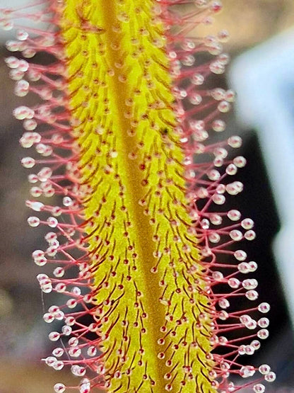 Drosera adelae "Giant Red", plante carnivore tropicale idéale pour un terrarium