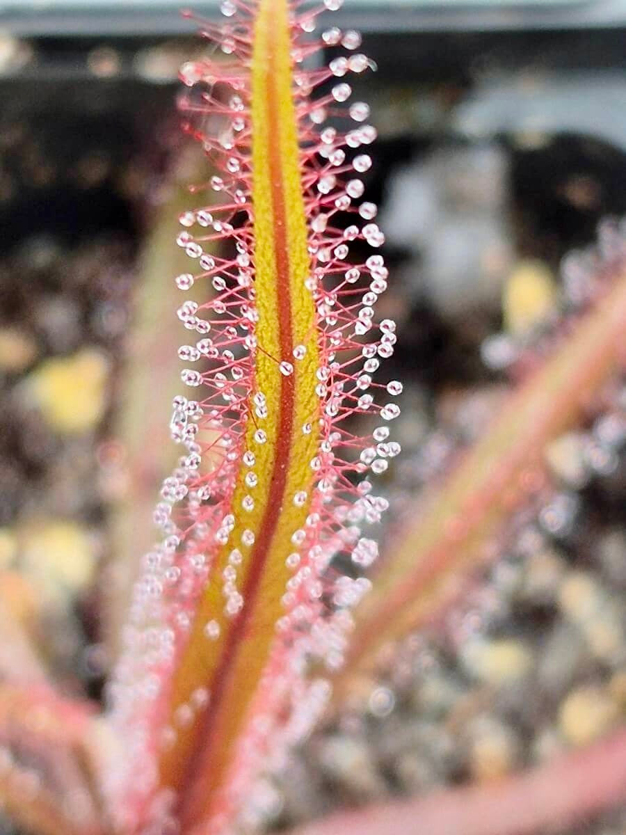 Drosera adelae "Giant Red", vue rapprochée de ses feuilles couvertes de gouttelettes de mucilage