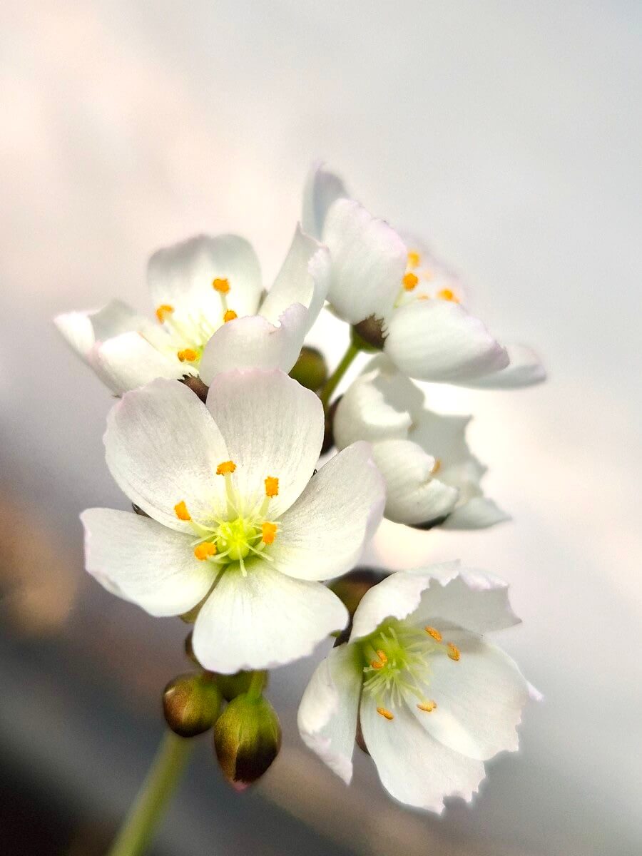 Drosera binata var. multifida "White Flower", fleurs blanches, plante carnivore