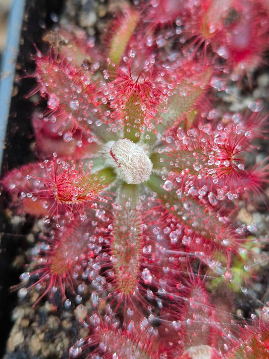 Drosera graomogolensis, drosera rouge rare originaire du Brésil, plante carnivore
