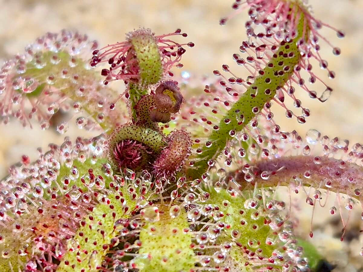 Drosera alba (en précommande)