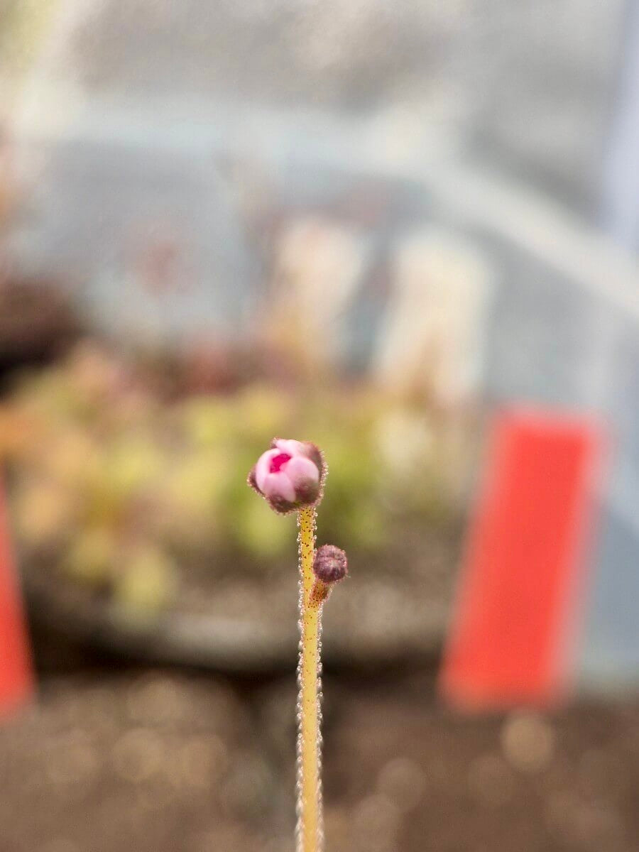 Drosera alba (en précommande)