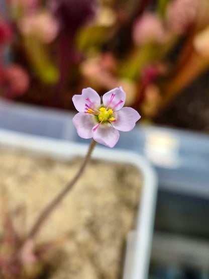 Drosera alba (en précommande)