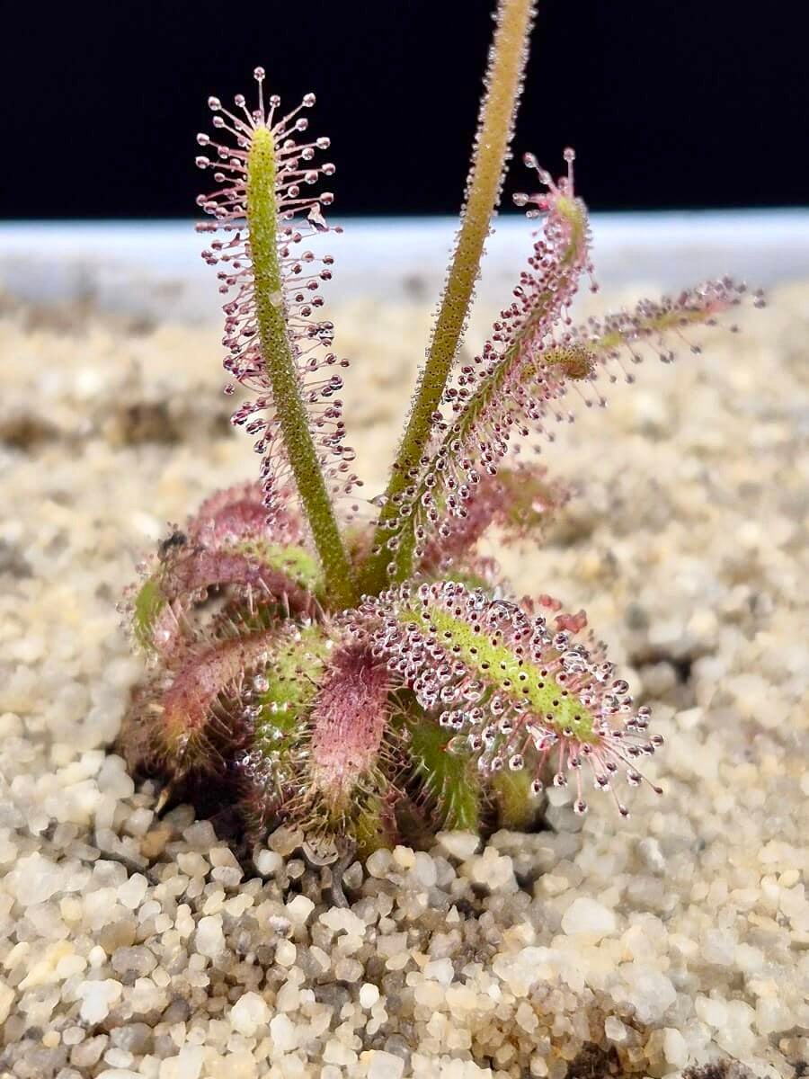 Drosera alba (en précommande)
