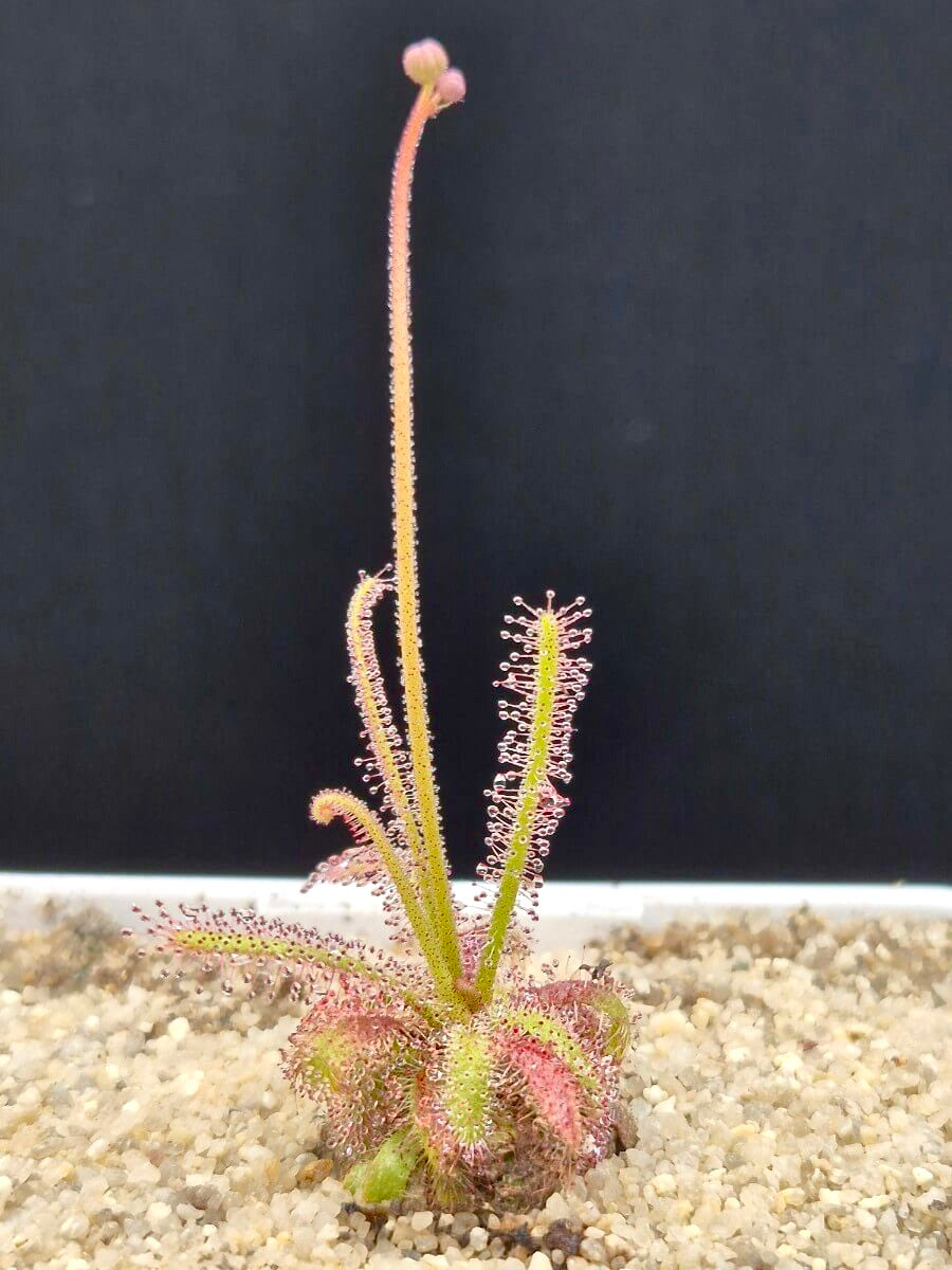 Drosera alba (en précommande)