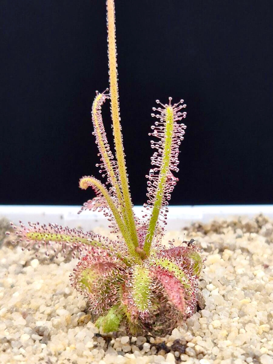 Drosera alba (en précommande)