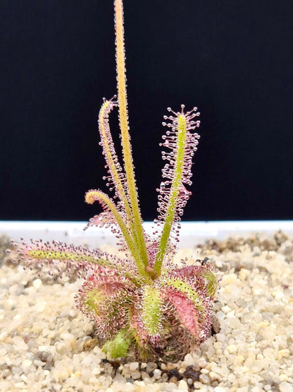 Drosera alba (en précommande)