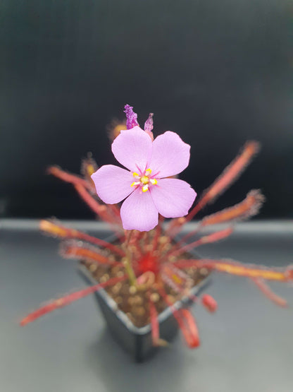 Drosera capensis "All Red"