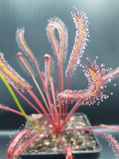 Drosera capensis "올 레드"