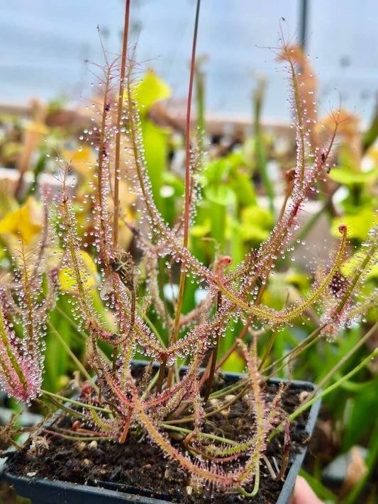 Drosera binata