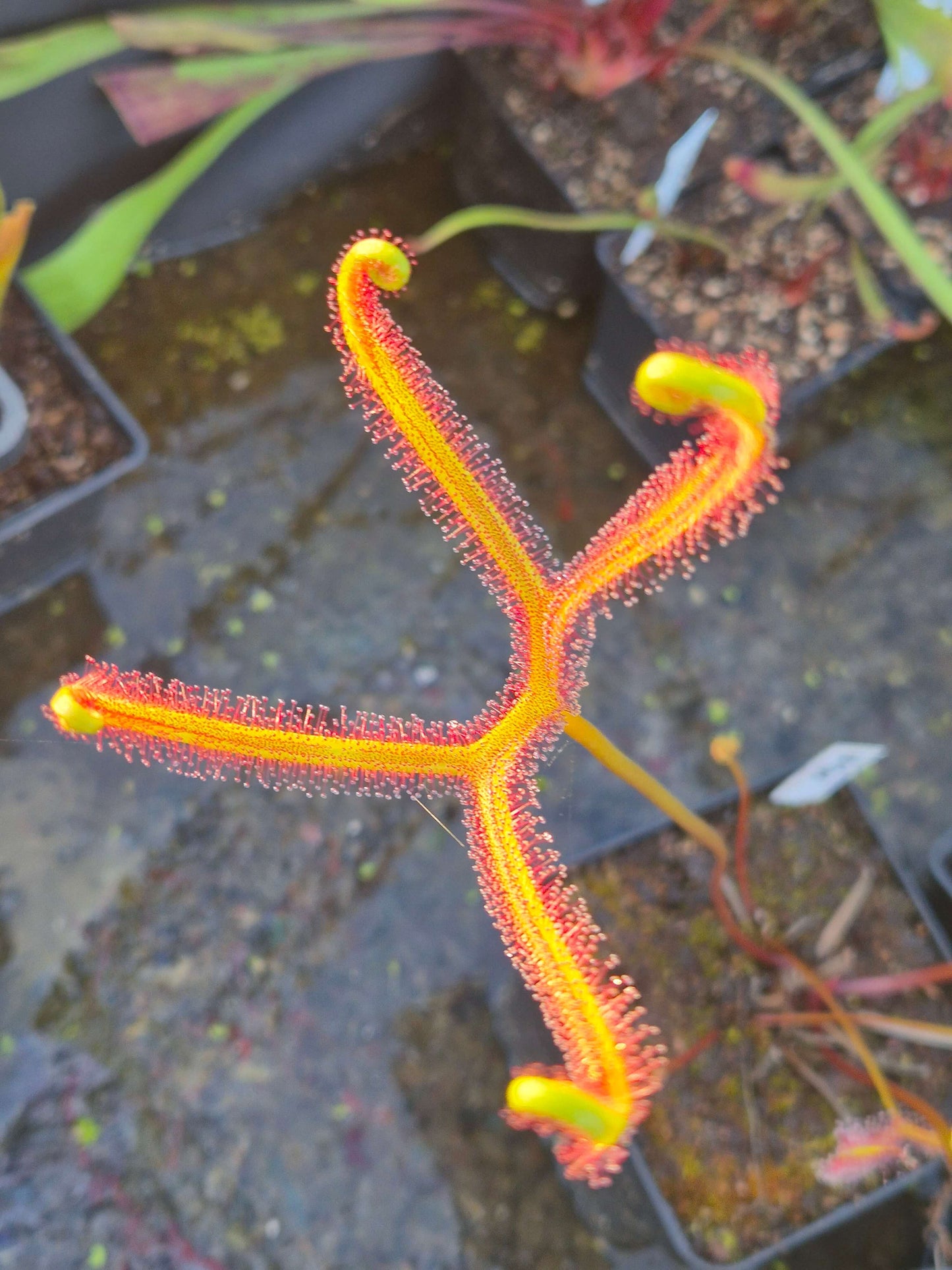 Drosera binata var. dichotoma