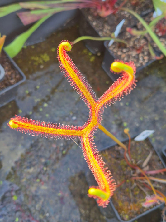 Drosera binata var. dichotoma