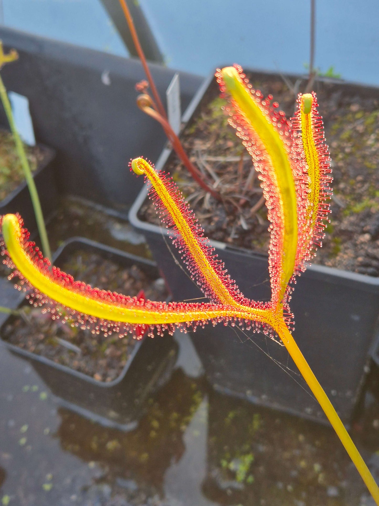 Drosera binata var. dichotoma