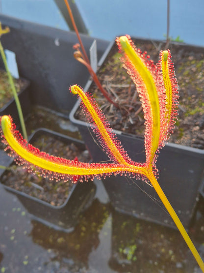 Drosera binata var. dichotoma